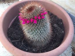 How do you trim a cactus? Anne Marie Callus On Twitter It S That Time Of Year When The Cactus Starts To Bloom What Lovely Delicate Flowers From An Unforgivingly Thorny Plant Https T Co Ueztd9au3e
