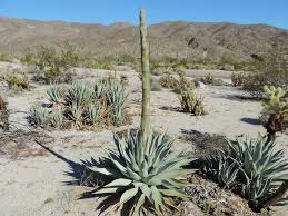 Image result for Agavaceae