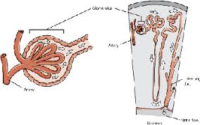 More about kidney cancer (renal cell cancer). Noninfectious Diseases Of The Urinary System In Dogs Dog Owners Merck Veterinary Manual