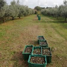 Harvest 2019 Is Finished Yay You Can Order A Bottle Of This Fresh Green Gold And Experience Istria With Al Extra Virgin Olive Oil Green And Gold Fresh Green