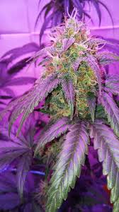 Auto Seeds Girl Scout Cookies Auto Grow Journal Week13 By