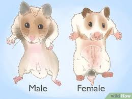 Check spelling or type a new query. How To Breed Hamsters 12 Steps With Pictures Wikihow