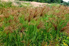 Image result for Chloris gayana