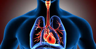 Tarik nafas dan hembus nafas berkait dengan tekanan udara di dalam rongga toraks. Sistem Pernapasan Manusia 15 Nama Alat Pernapasan Fungsinya