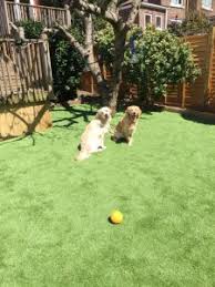 Maybe you would like to learn more about one of these? Pet Owners Ask Is Artificial Grass Pet Friendly Grass Direct Blog
