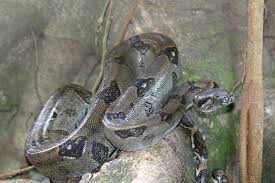 Common Boa Constrictor Encyclopedia Of Life