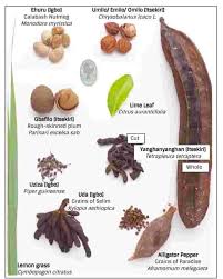 Image result for Monodora minor