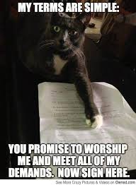 I Forgot To Read The Fine Print Funny Cat Pictures Cats Silly Animals