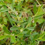 Image result for Polygala erioptera