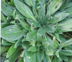 Deve Tabani Tarim Alanlarinda Yol Kenarlarinda Cimenlik Hatta Kayalik Yamaclarda Bahar Aylarindan Itibaren Gorulur Yillik Otsu Bir Bitkid Bitki Otlar Tohum