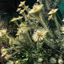 Image result for Phylica