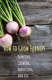 How To Grow Turnips Planting Growing Harvesting And Use Growing Turnips Turnip Planting Vegetables