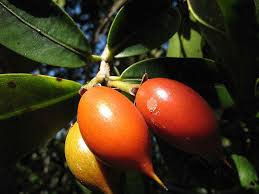 Image result for Manilkara kauki