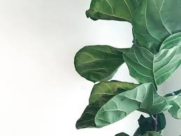 Fiddle leaf fig, banjo fig, ficus lyrata. How To Strengthen A Leaning Fiddle Leaf Fig Dossier Blog