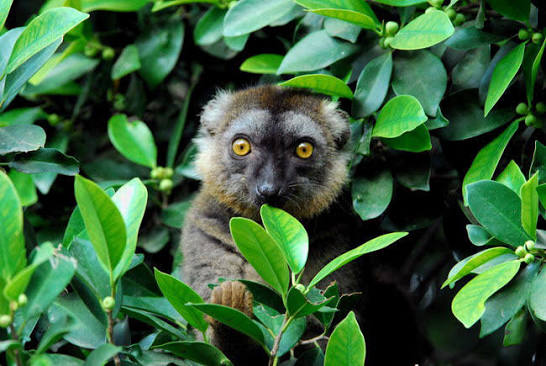 Eulemur (brown lemurs) | INFORMATION | Animal Diversity Web