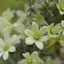 Immergrüne kletterpflanzen günstig kaufen bei clematisonline.de. Immergrune Clematis Clematis Online Kaufen