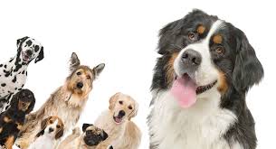 After the advent of modern machinery, the bernese mountain dog nearly became extinct as a breed because of the lack of necessity for it. Bernese Mountain Dog Mix Breed Dogs Big Mixes With Big Personalities