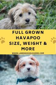 We did not find results for: Full Grown Havapoo Size Weight All The Info You Need