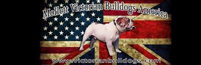 They were bred to be a healthier and lower maintenance version of the bulldog. Mollett Victorian Bulldogs America Home Facebook