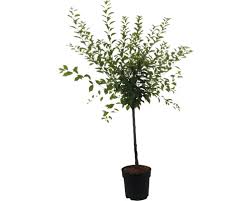 Image result for mandloň trojlaločná