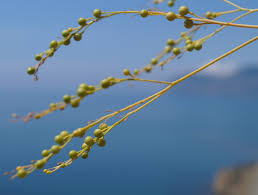 Image result for Crambe kilimandscharica