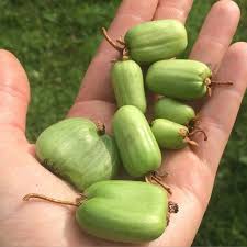 Image result for Actinidia