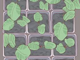 Rhubarb stalks vary from red to pink and they may also appear speckled or green. How To Buy Rhubarb 10 Steps With Pictures Wikihow