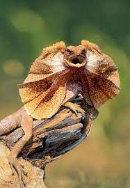 43 Possible Ideas Frilled Lizard Lizard No Frills