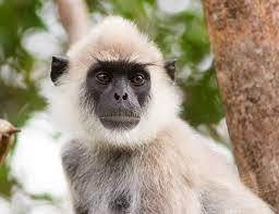 Langur Monkey Sri Lanka Types Of Monkeys Animals Animal Photography