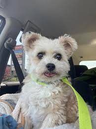 Forensic companies use dogs to find human remains