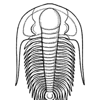 Dinosaur eggs are represented today as fossils, in particular trace fossils. Fossil Coloring Pages Surfnetkids