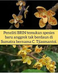 Image result for Microcoelia megalorrhiza