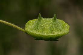 Image result for Dicerocaryum eriocarpum