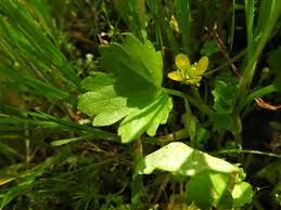 Image result for Pycreus muricatus