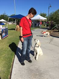 Therapy dogs are different from service dogs. Dogpanion Service Therapy Dog Training Dogpanion Private Dog Training