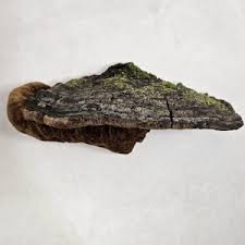 Image result for Phellinus rimosus