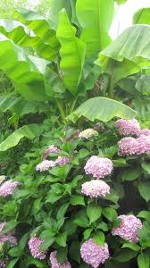 Quelle forme salut tout le monde maintenant que mon hortensia reprend goût à la vie,. Faire Un Massif D Hortensias