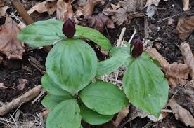 Trilliums are one of the most revered woodland plants as they thrive in a cool climate and grow well under deciduous trees. Alpine Garden Society Victorian Group Trillium From Seed