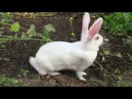 Domestic Animals Name Facts Pictures Videos Charts Ira Parenting