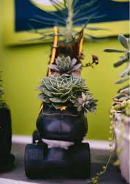 Any ideas what kind of cactus will grow fast and large and will grow indoors in the 6a zone. Benefits Of Growing Succulents Why Are They So Popular Succulent Plant Care