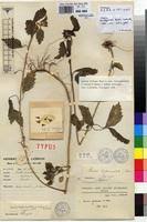 Image result for Leucas deflexa