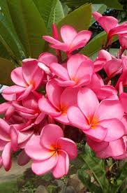 Plumeria Or Frangipani Flower On The Tree On The Frontyard Plumeria Frangipani Flower Tree Plumeria Flowers Pink Flowering Trees Wonderful Flowers