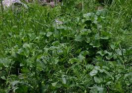 Image result for Gunnera perpensa