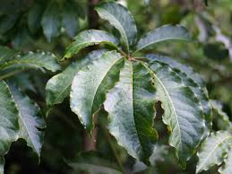 Image result for Neocussonia umbellifera