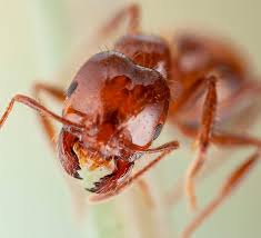Image result for ant bite