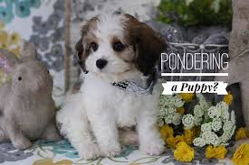 Cavalier spaniels are number 18 and bichon frise number 46 on breeders cannot be sure what the exact appearance of any particular cavachon will be like. Cavachon Puppies For Sale By Foxglove Farm Cavachon Cavapoo