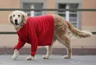 Resultado de imagem para cachorro vermelho cornetadorw