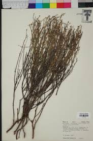 Image result for Menodora heterophylla