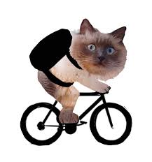 Image result for tbn:XlKqJDikDsTDFM::i132.photobucket.com/albums/q36/queen-elarab/cats/22.jpg