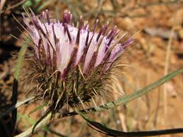 Image result for Dicoma anomala